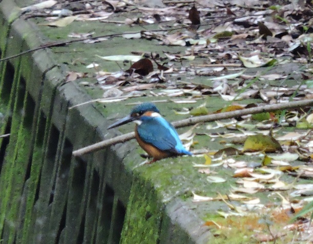 DSCN0157-1.jpg