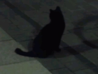 黒猫シルエット