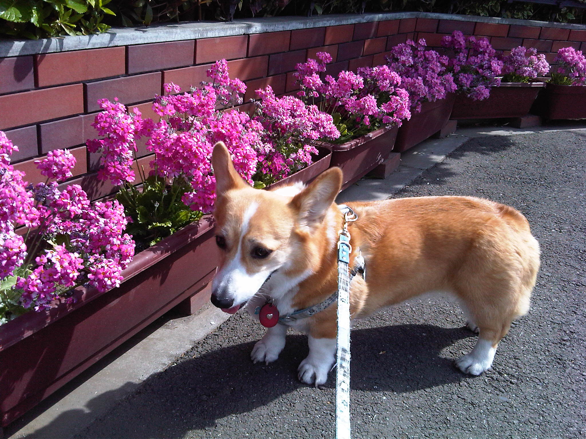 IMG01393-20120410-0927.jpg