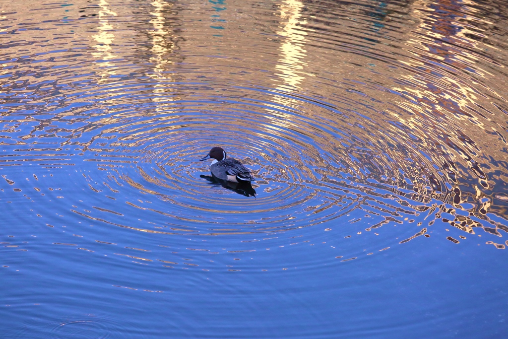 B97A7558 (1024x683).jpg