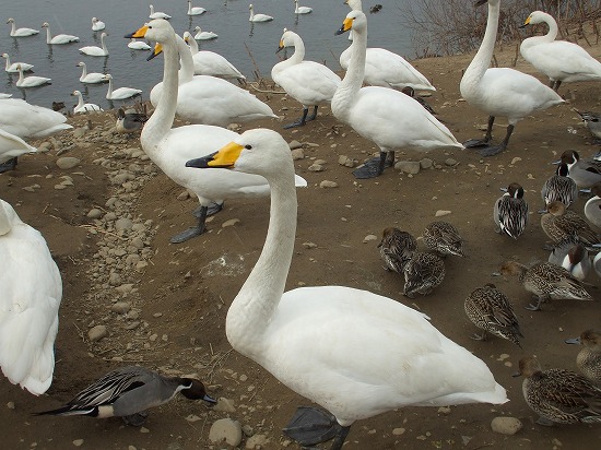 白鳥と 005.jpg