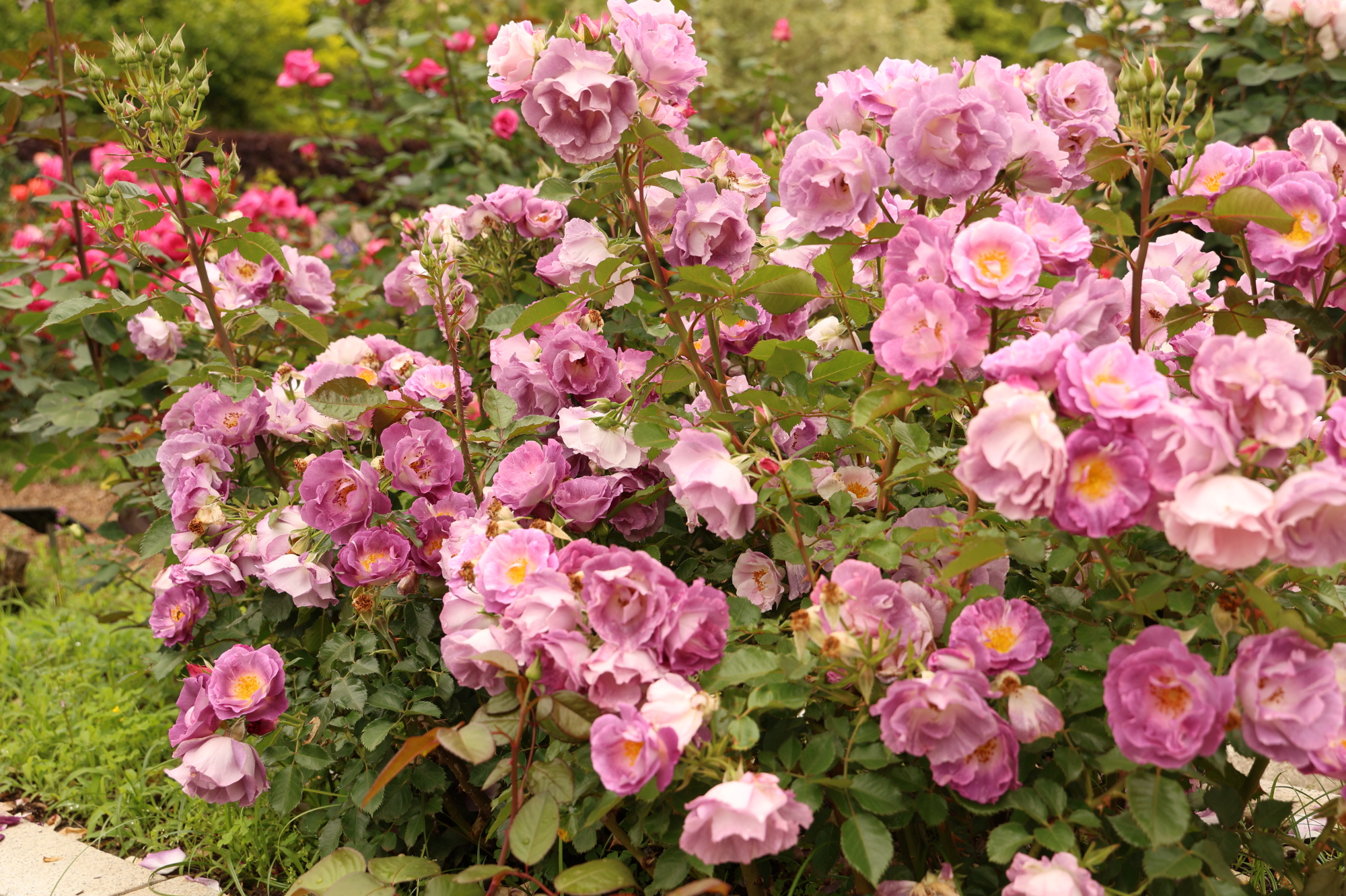 3Q9A8028.JPG
