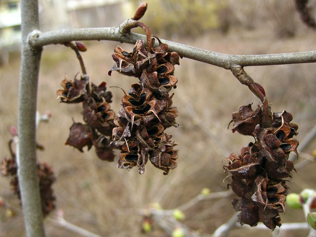 002トサミズキ2012.3.22.JPG