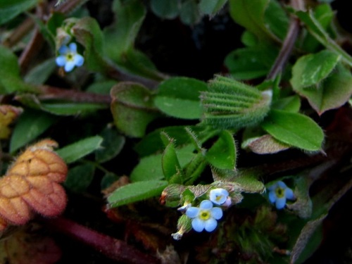 ムラサキ科のキュウリグサの花が咲いていました これまで観察したムラサキ科の花をまとめて紹介します しろうと自然科学者の自然観察日記 楽天ブログ