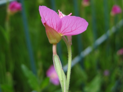 道端でピンク色の花が目立つアカバナユウゲショウの花 明治時代に鑑賞用として移入されたものが野生化した帰化植物です しろうと自然科学者の自然観察日記 楽天ブログ