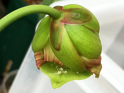 サラセニアの花 僕の食虫植物日記 楽天ブログ