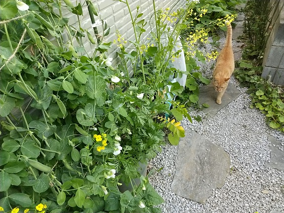 DSC_1720.JPG