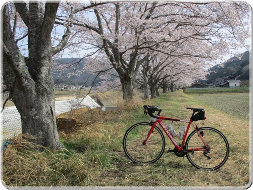 1320満開の桜_1320.jpg