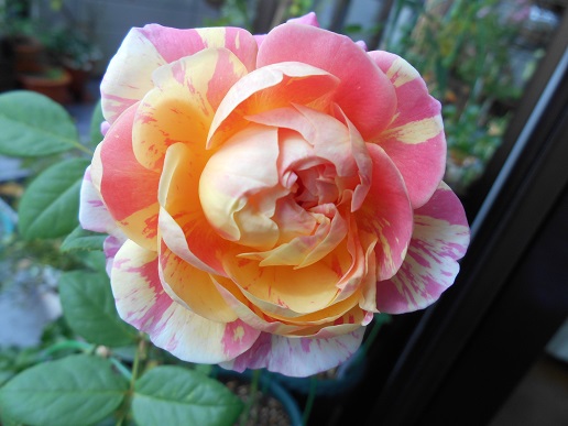 DSCN1704a.JPG