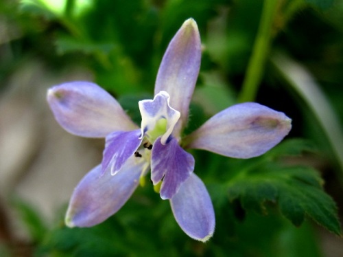 帰化植物のセリバヒエンソウの花 花の後に3つに分かれた袋状の実ができ 熟すと黒い種子を弾き飛ばして広がっていきます 昭和記念公園での自然観察 その5 しろうと自然科学者の自然観察日記 楽天ブログ