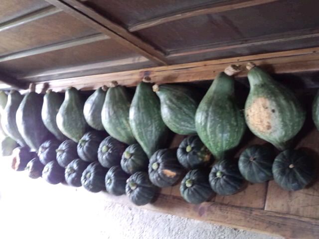 ラグビーカボチャとミニカボチャ2017