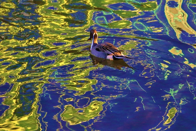 P95A4585 (640x427).jpg