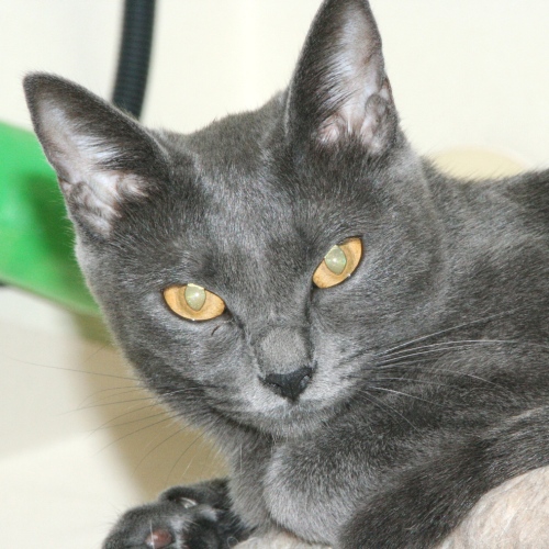 家族紹介用画像フォルダ