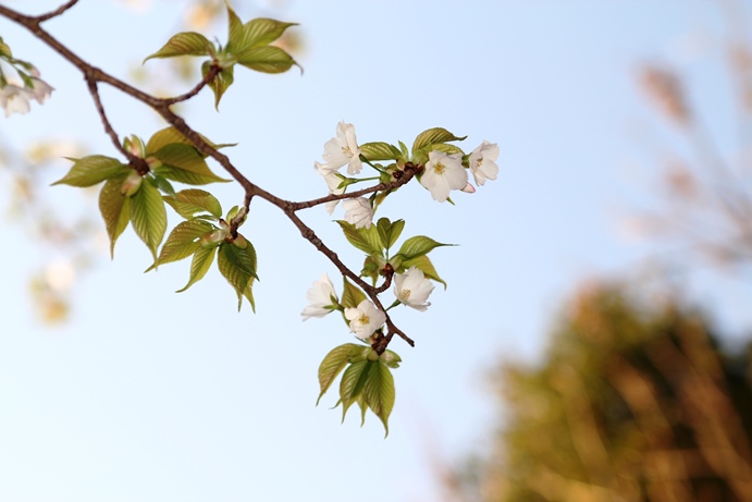 桜幻想７.JPG