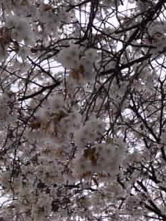 びっしりソメイヨシノの枝