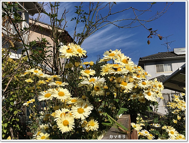 白い菊とカマキリ_0197.JPG