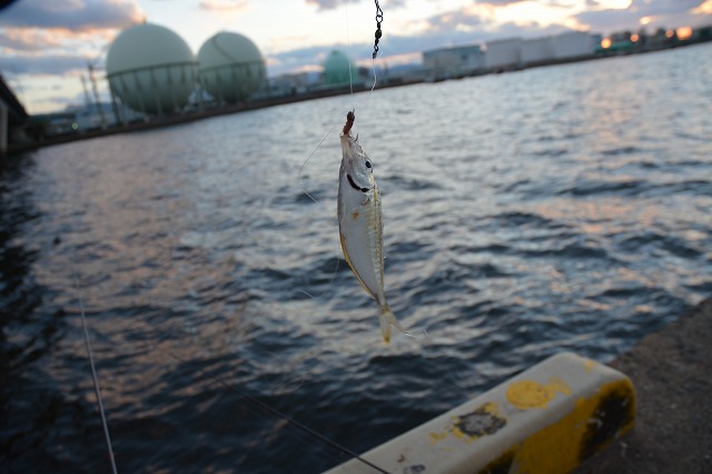 showPhoto (640×426)