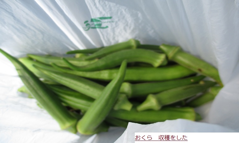おくら.JPG