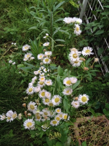 IMG_8969 (480x640).jpg