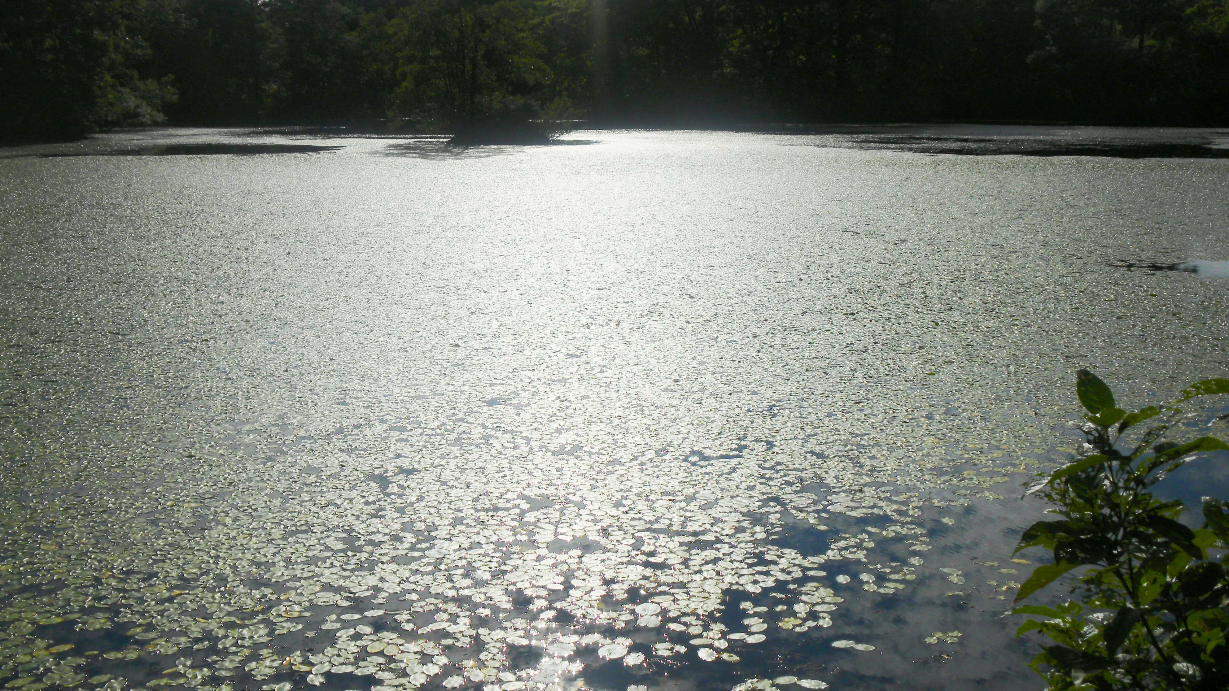 055れんげ沼 (2).JPG