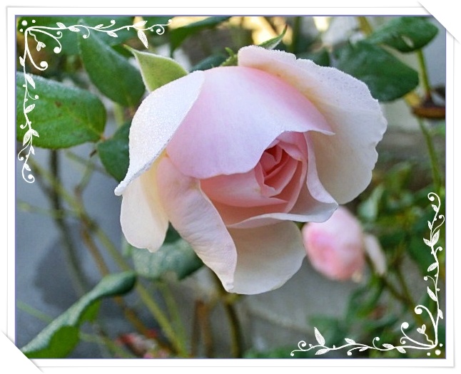 花フレームトップCIMG1687.JPG