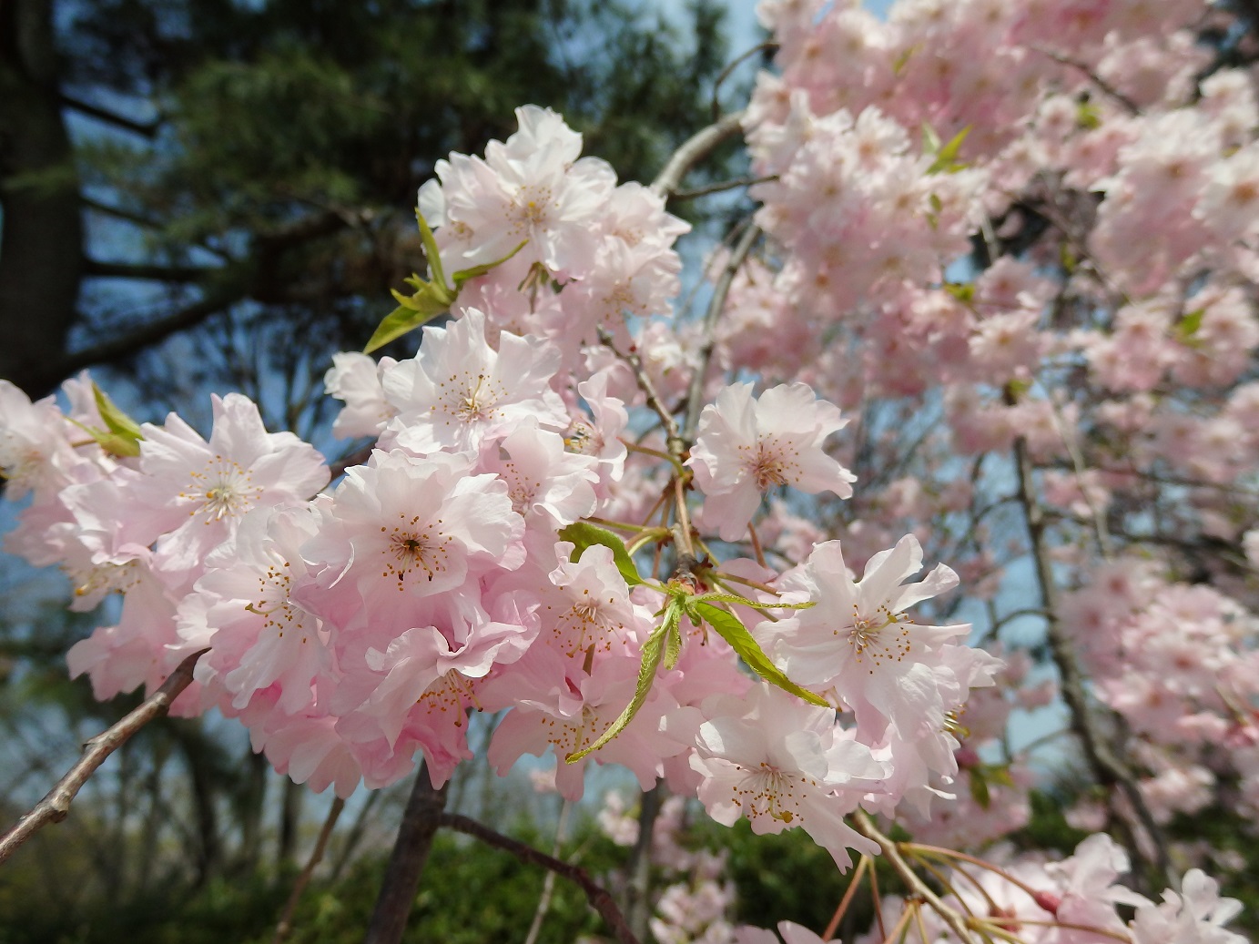 八重桜