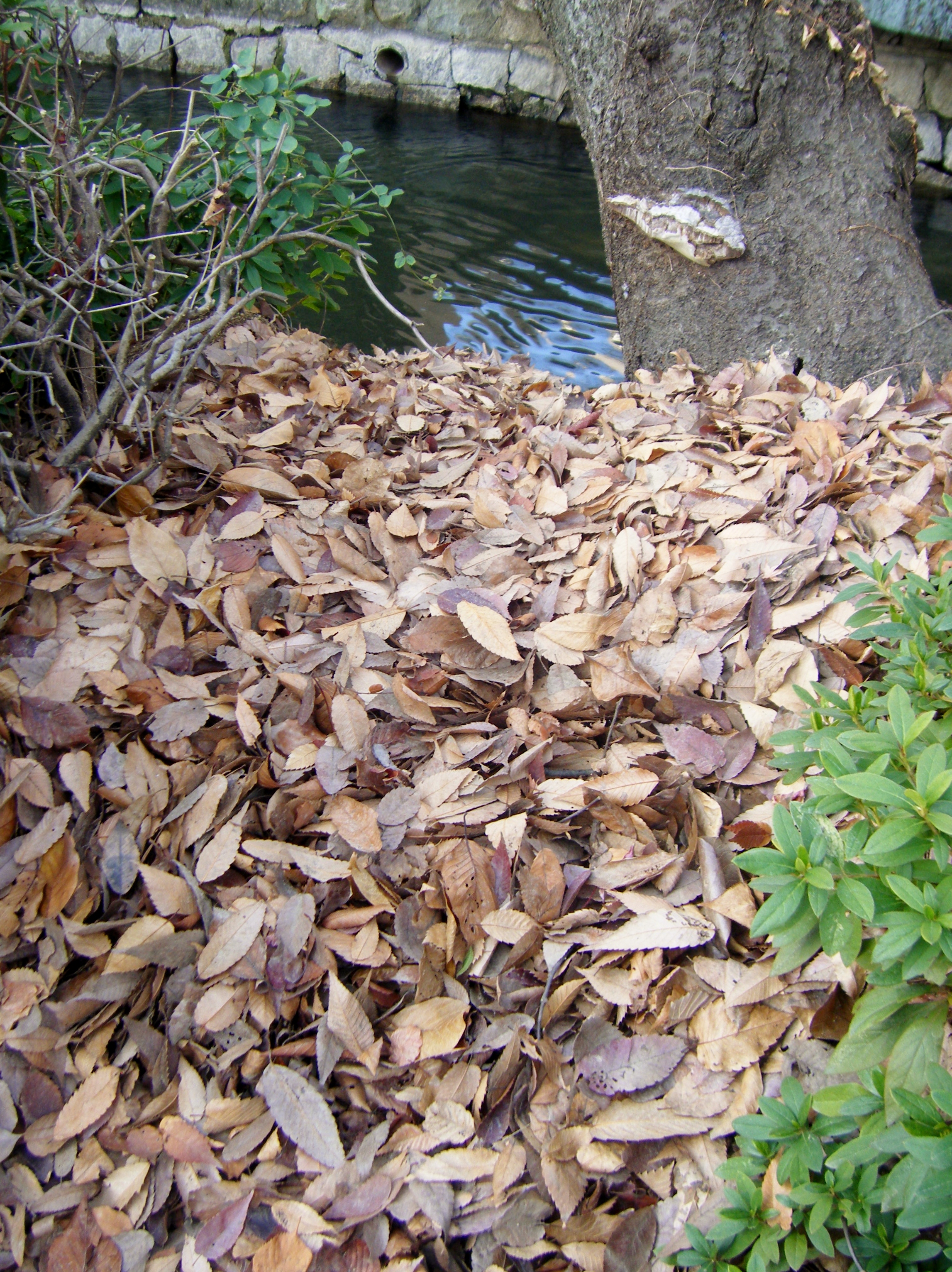 DSCF2291.JPG