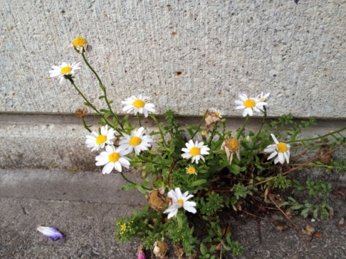 IMG_8930 (640x480).jpg