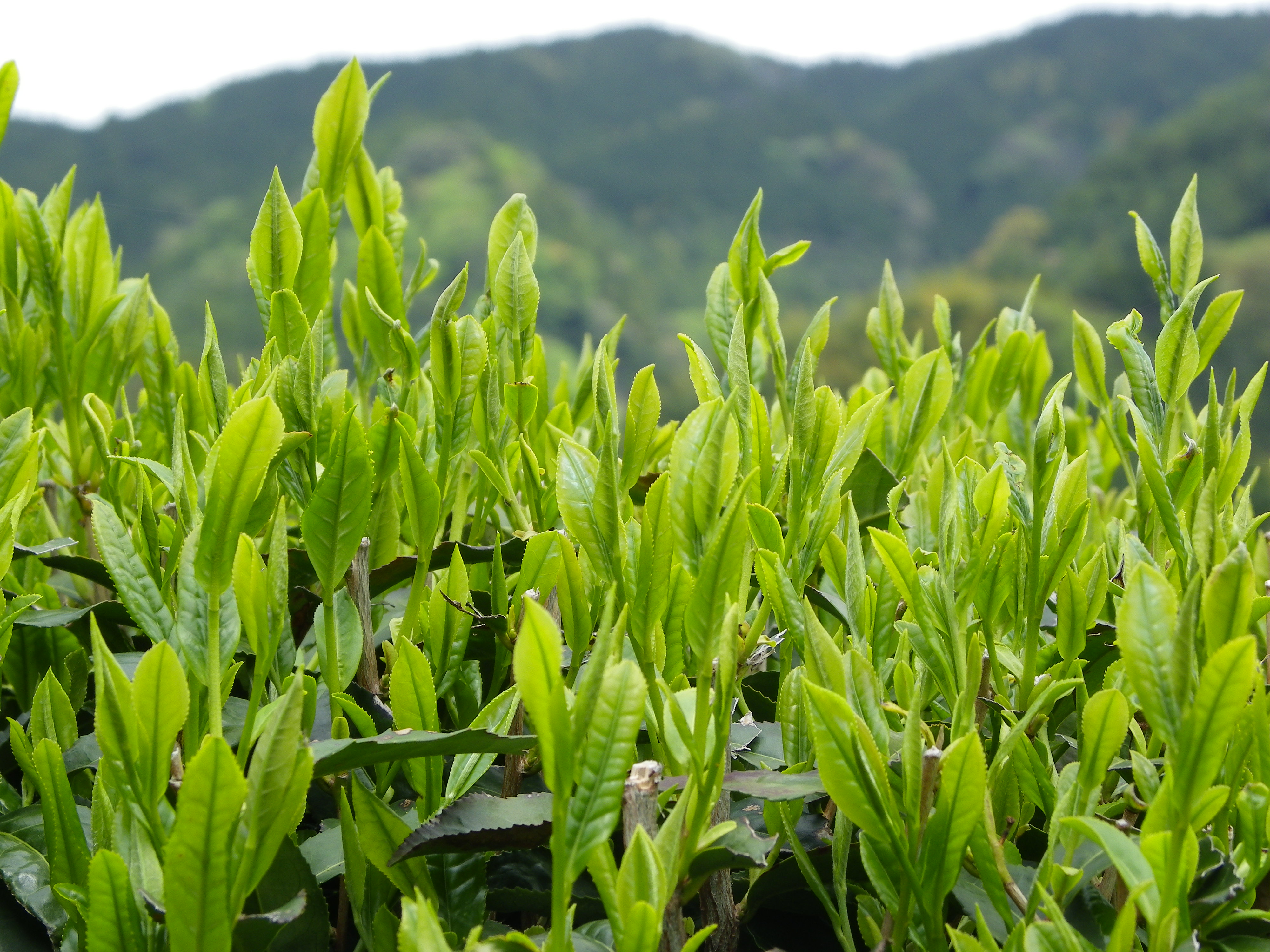 150421 新茶.JPG