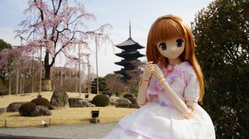 東寺　五重塔と枝垂れ桜 陽菜ちゃん.jpg