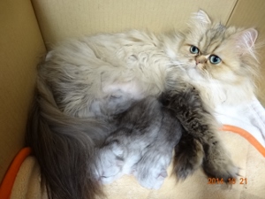 DSC04411 (300x225).jpg