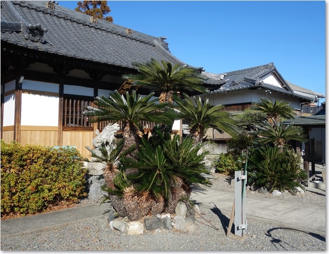 103ソテツがあったり