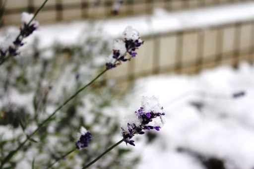 2013.11.11 ラベンダーに雪.JPG