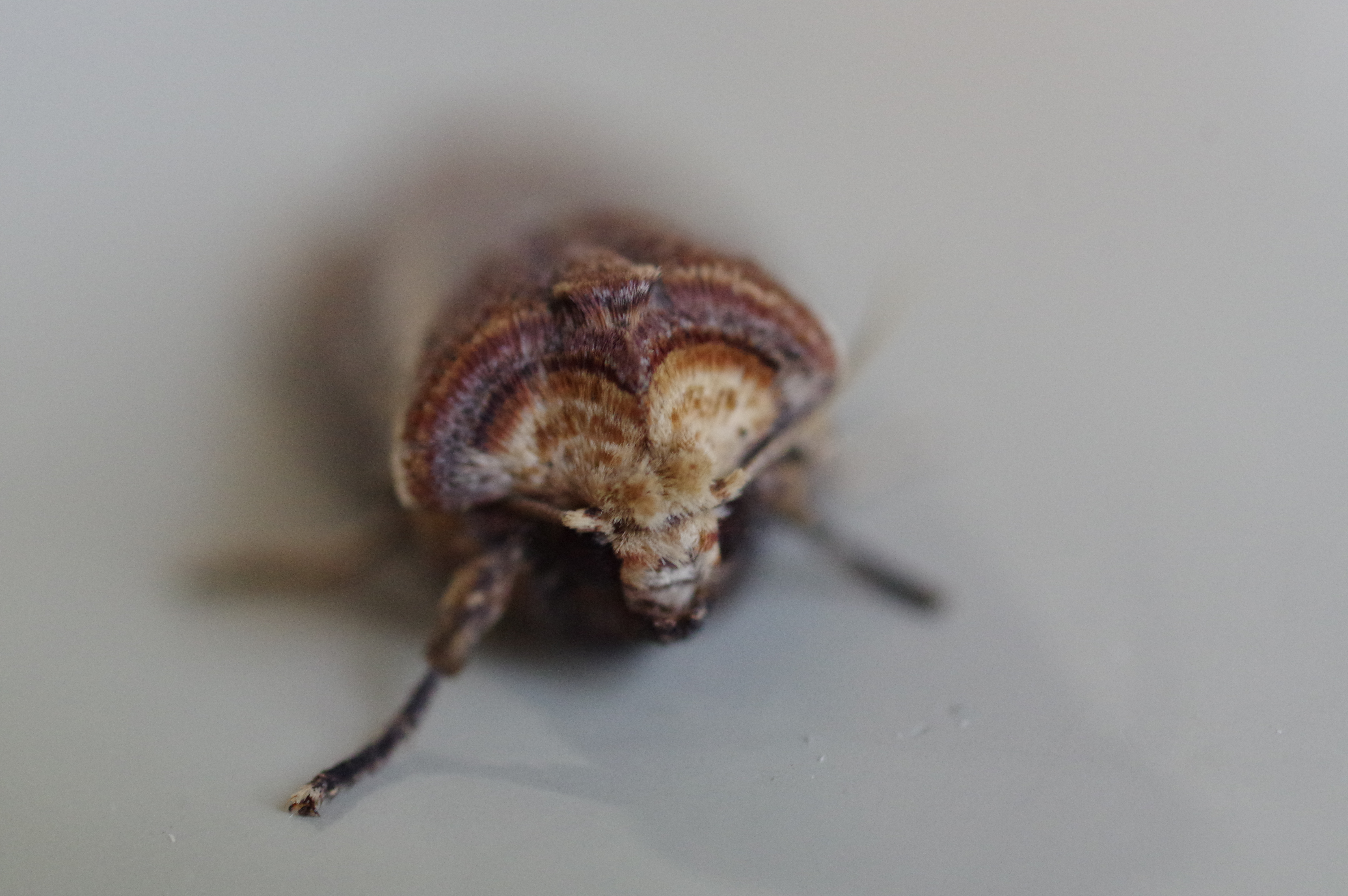 キバラモクメキリガ