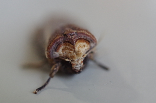 キバラモクメキリガ