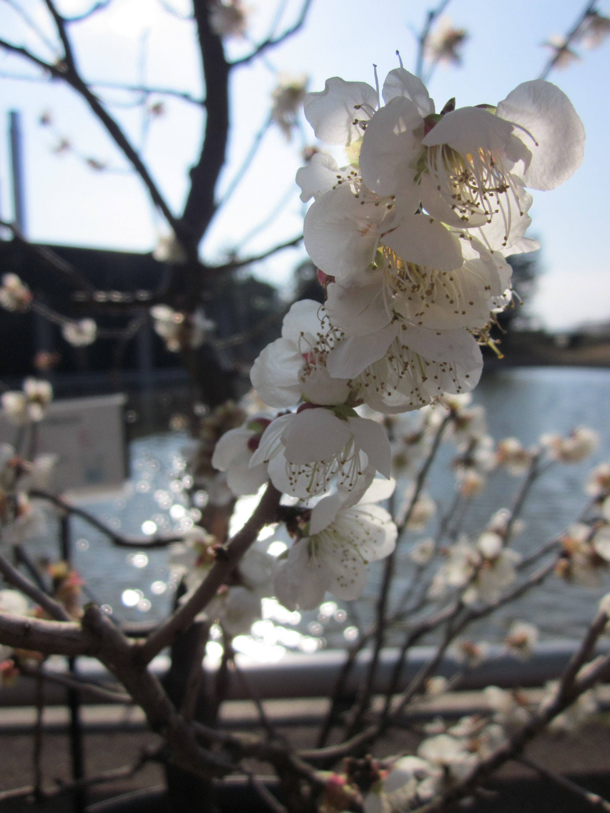 IMG_4487.JPG