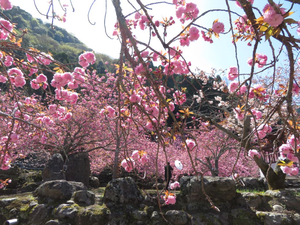一心寺 (28).jpg