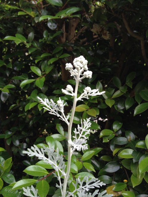 IMG_8946 (480x640).jpg