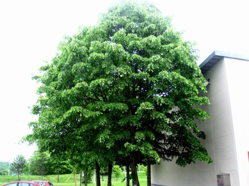 シナノキの花 花序の柄に細長い苞葉がついている独特の形が特徴的です 北海道で出合った植物 その5 しろうと自然科学者の自然観察日記 楽天ブログ