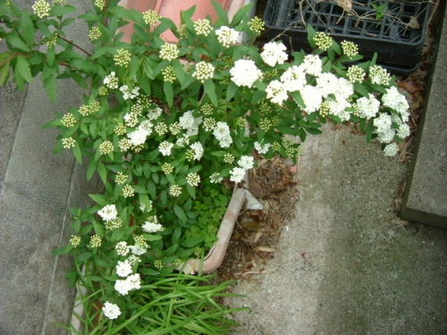 DSCF7579.JPG