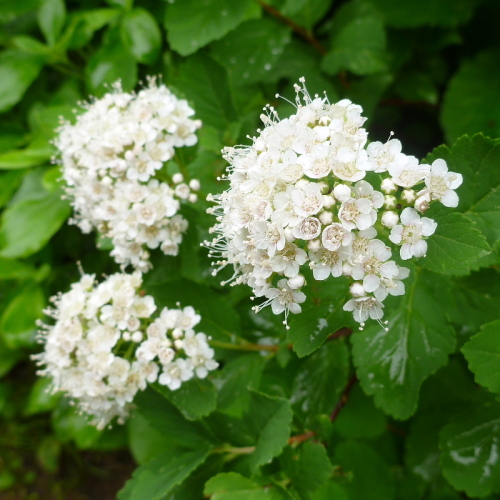 2安達太良山の花.jpg