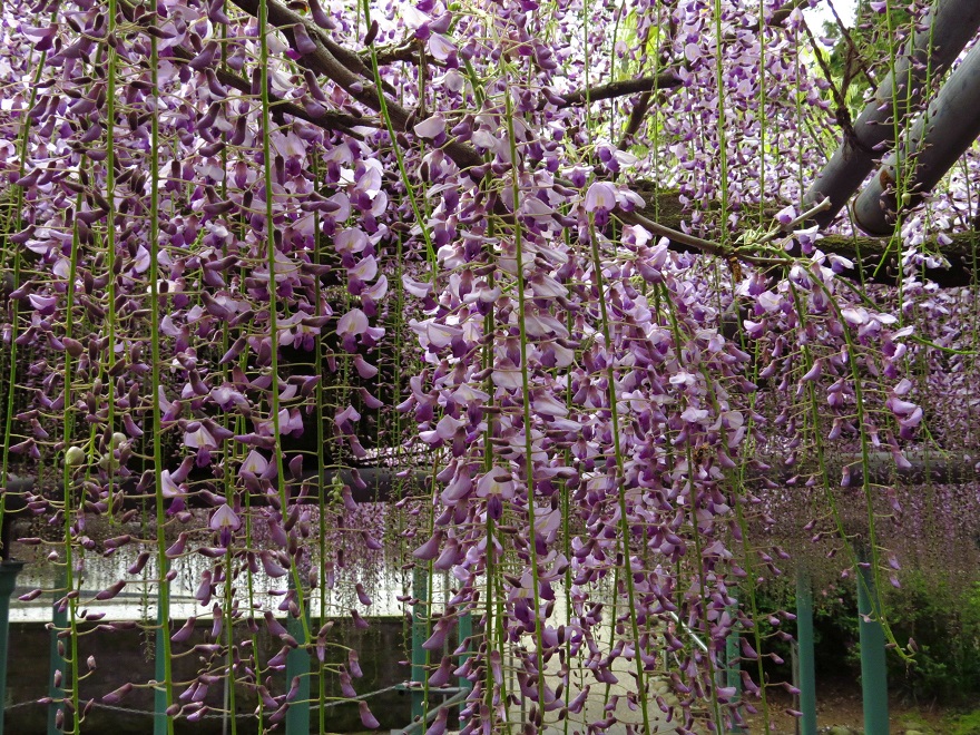 藤の花（西寒多神社2015）3956.jpg