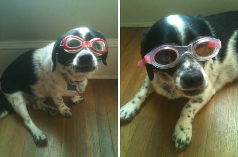 ChipGoggle.jpg