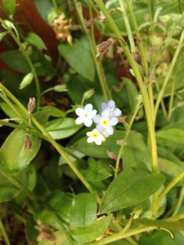 IMG_9364 (480x640).jpg