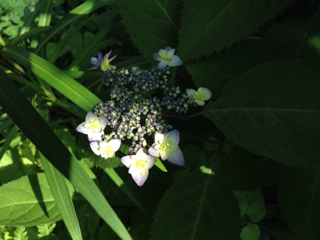 IMG_9277 (640x480).jpg