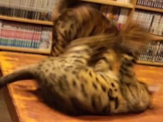 動きが早くて写りません