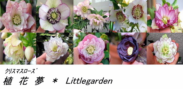 植花夢バナー.JPG