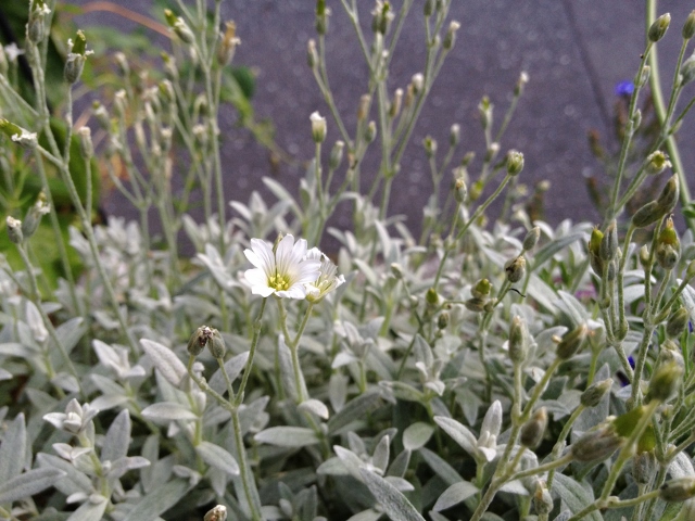 IMG_9356 (640x480).jpg