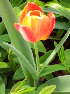 チビ橙チューリップ2015