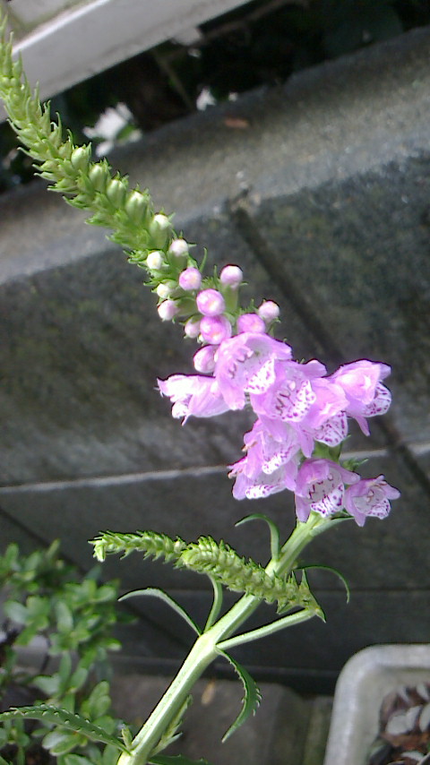 NEC_0132.JPG